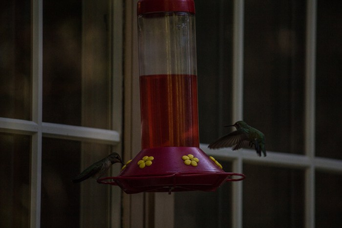 hummingbird1sm