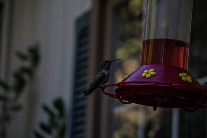 hummingbird3sm