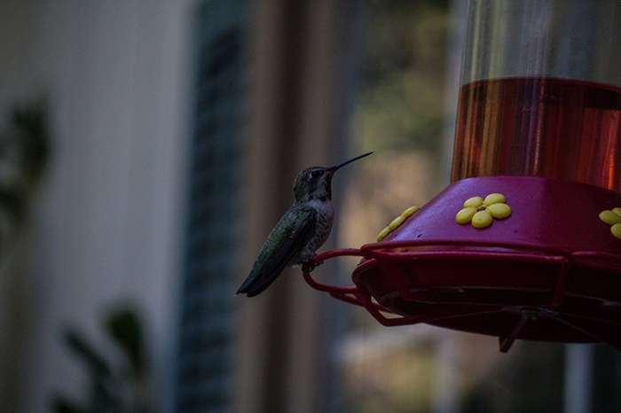 hummingbird4sm