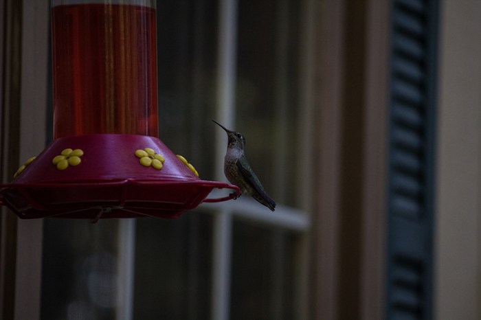 hummingbird6sm