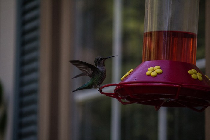 hummingbird8sm